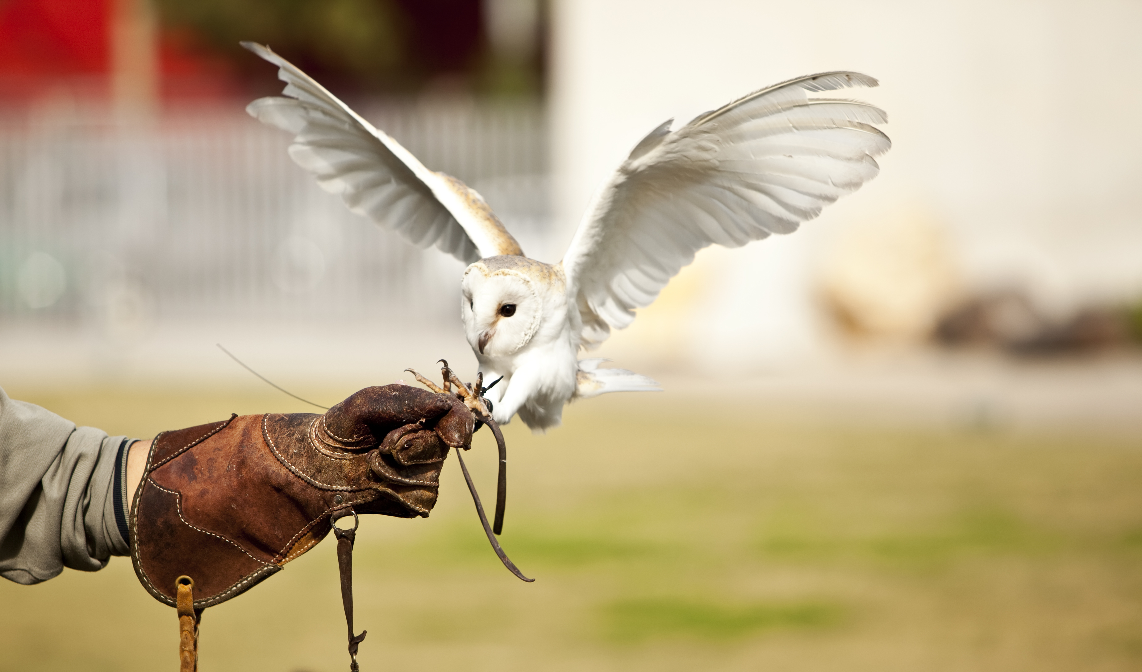 Birds of prey demonstration